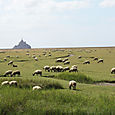 Le Mont-Saint-Michel et les agneaux de prés salés